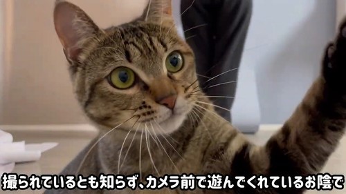 現場監督をしてくれる猫と犬のアップ