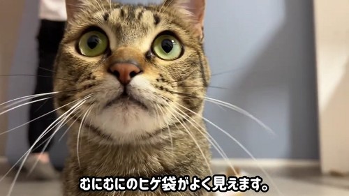 口がかわいい猫