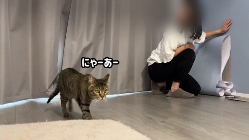不満そうな猫