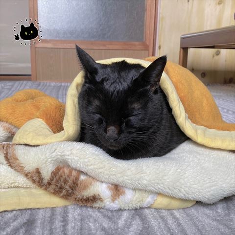 毛布かぶる黒猫