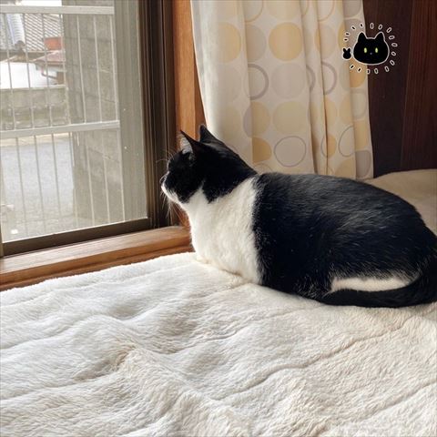 外を眺める白黒猫