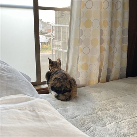 度とを眺める三毛猫