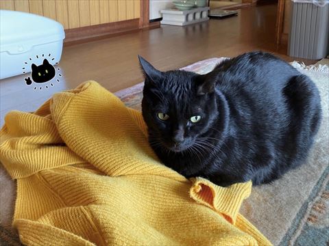 服の上に座る黒猫