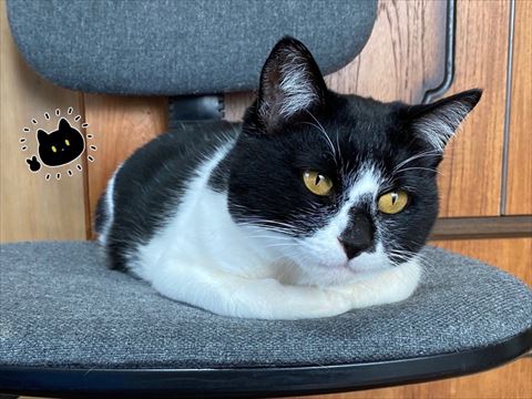 香箱座り白黒猫