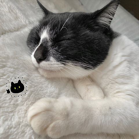 黒白猫寝てるアップ