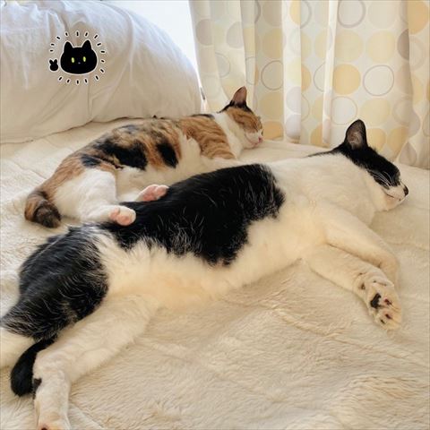 親子で寝てる猫