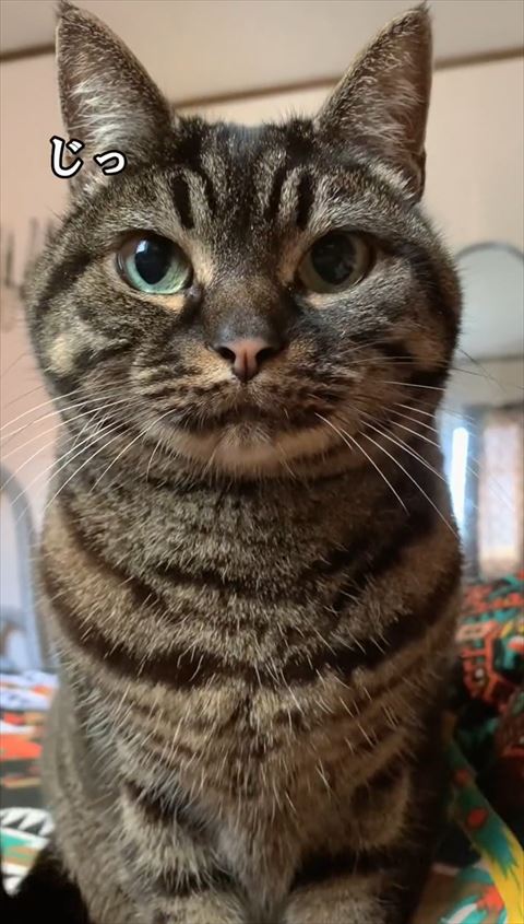 お座りする猫ちゃん正面アップ