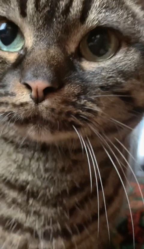 ドアップ猫ちゃん