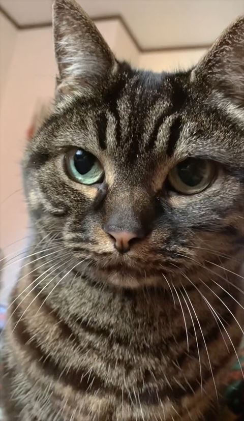 じっと見つめてくる猫ちゃん