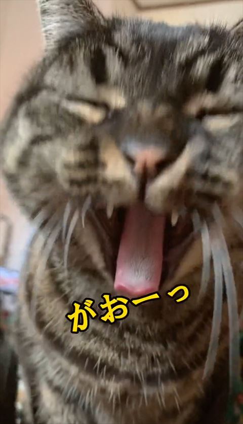 がおーテロップと猫