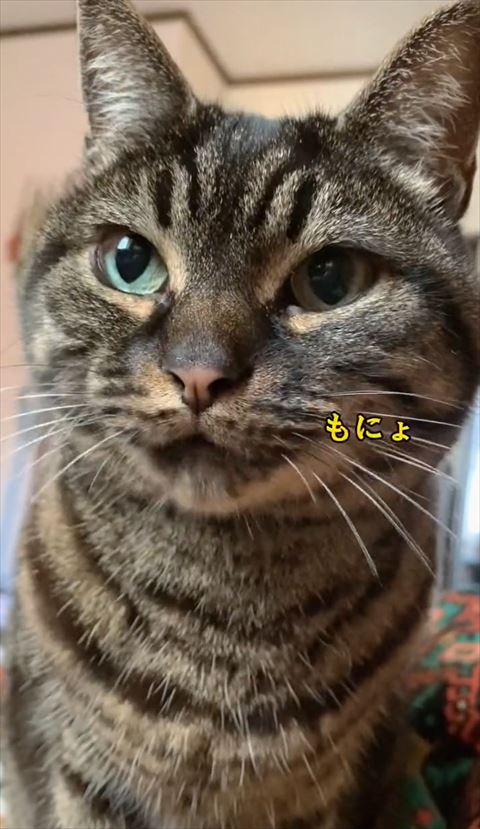 もにょテロップと猫