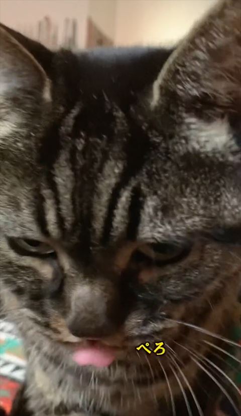 舌出てる猫