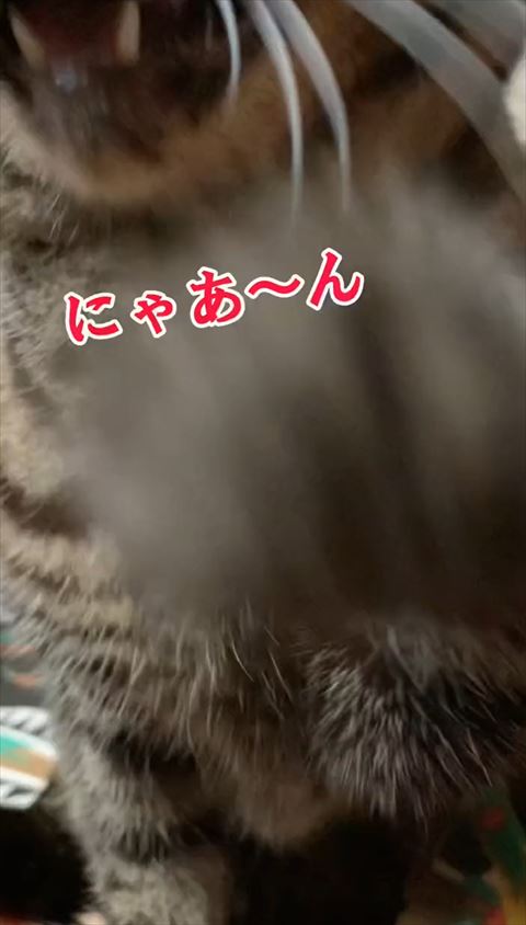 にゃぁんテロップと猫