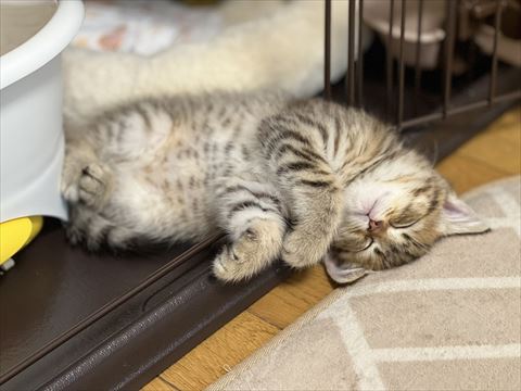 ケージからはみでてる子猫