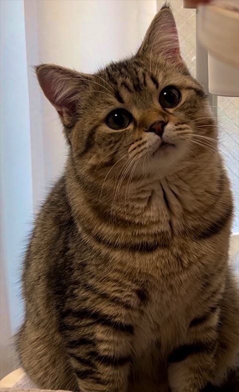 黒目がちの猫ちゃん