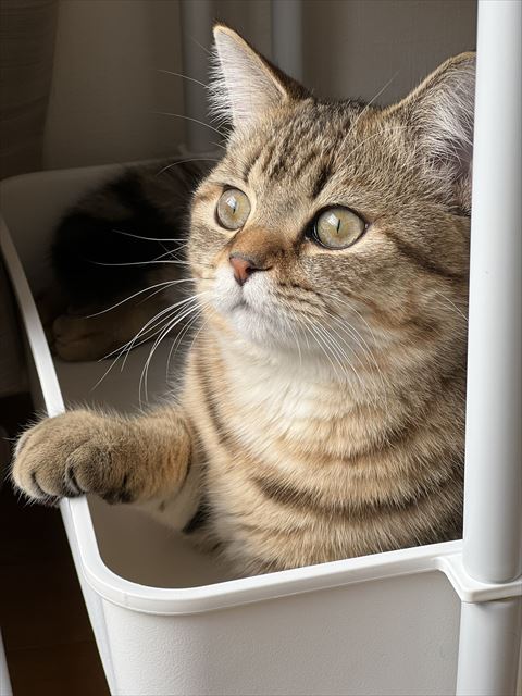 外を見る猫アップ