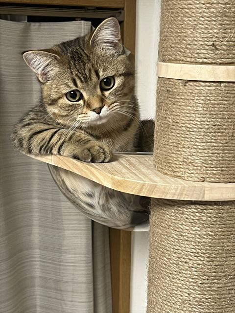 肘をつく猫ちゃん