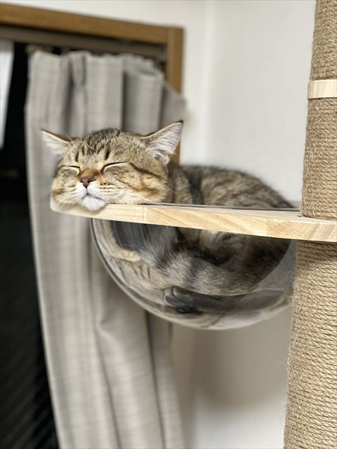 タワーのボウルで寝る猫