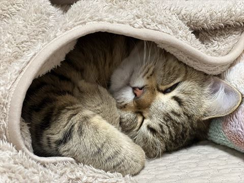 毛布をかけて寝る猫ちゃん