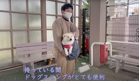 ドッグスリリングテロップと柴犬