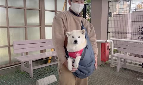 外のベンチの前で抱っこ紐入るワンコ