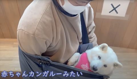 赤チャンカンガルーみたいテロップと柴犬