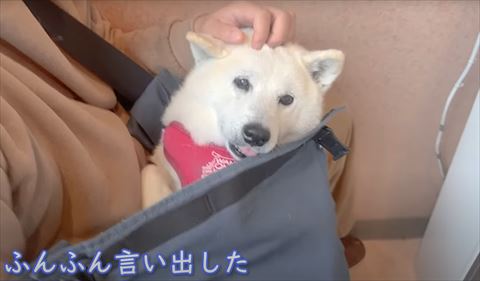 ふんふん言い出したテロップと柴犬