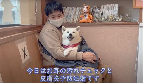 今日はお耳の汚れチェックテロップと柴犬