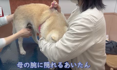 お母さんの腕におさまるワンコ