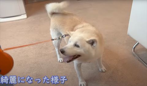 綺麗になった様子テロップ