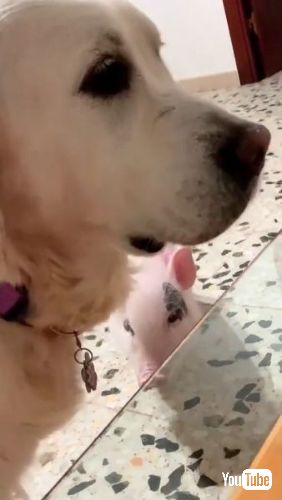 犬のネックレスを狙う子豚