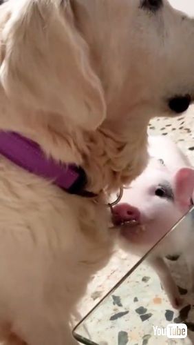 犬のネックレスを狙う子豚