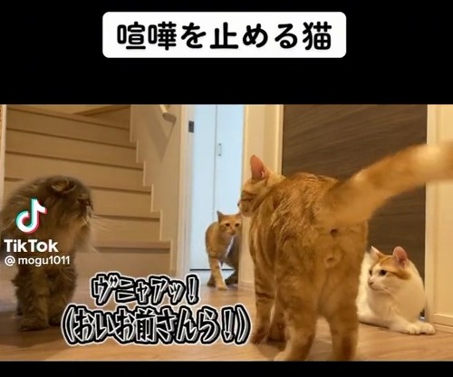 ケンカを止める茶トラ猫