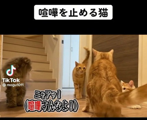 近づく茶トラ猫