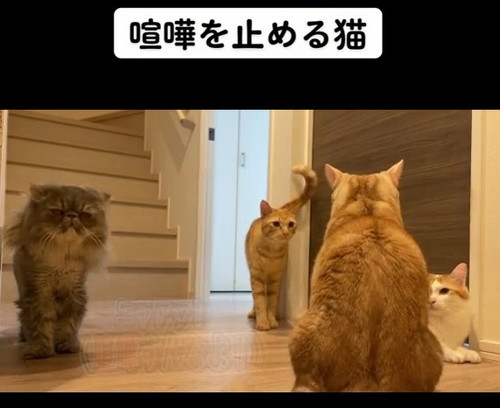 気まずそうな猫2匹
