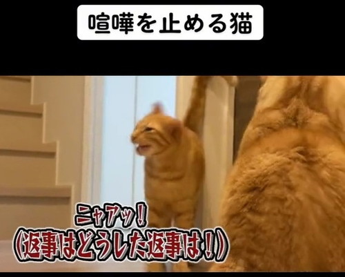 呼びかける茶トラ猫