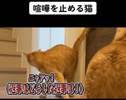 去っていく茶トラ猫