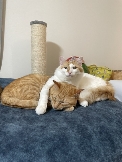 去っていく茶トラ猫