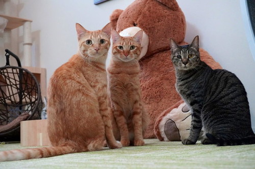 去っていく茶トラ猫