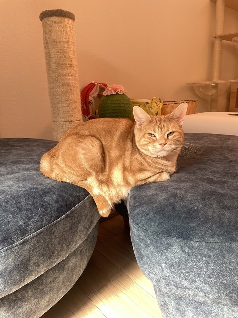 去っていく茶トラ猫