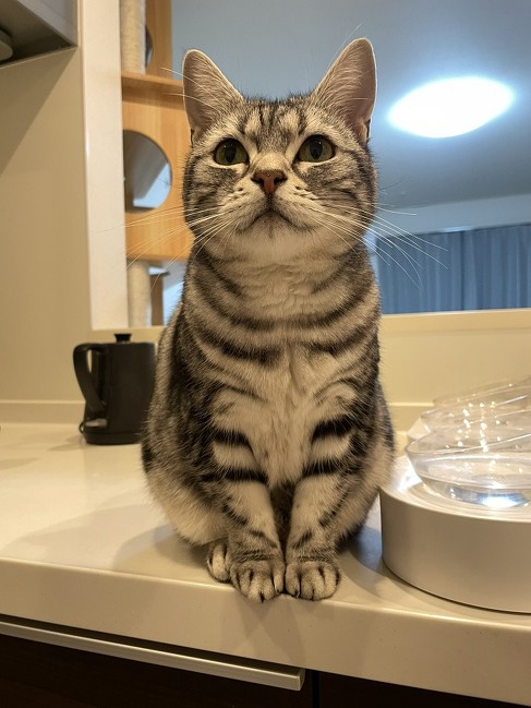 アメリカンショートヘアのアップ