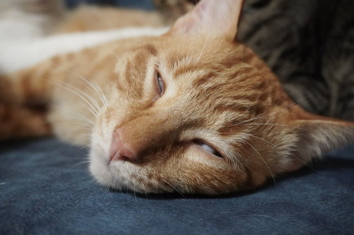 去っていく茶トラ猫