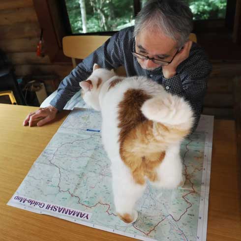 新聞 地図 読む お父さん 邪魔 猫 攻防