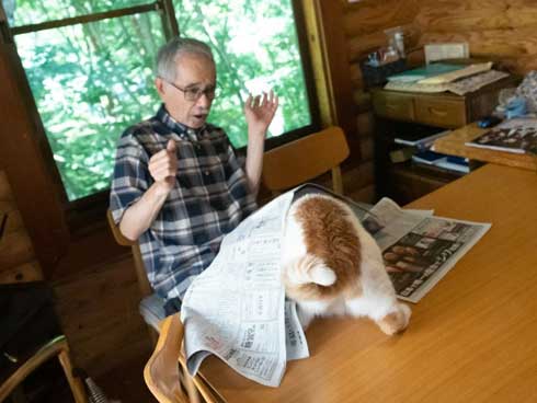 新聞 地図 読む お父さん 邪魔 猫 攻防