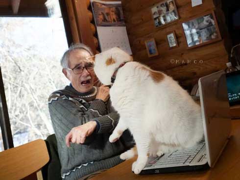 新聞 地図 読む お父さん 邪魔 猫 攻防