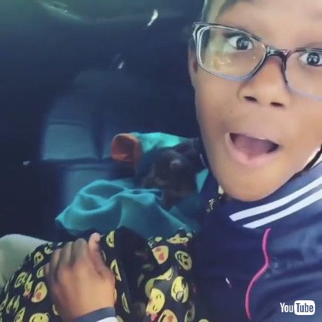 「Little Girl Gets Puppy as Surprise Gift From Dad - 1385403」