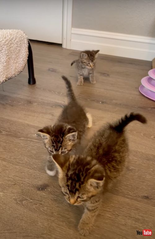 子猫達の面倒を見るワンコ