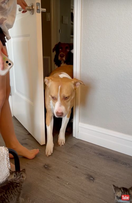 子猫達の面倒を見るワンコ