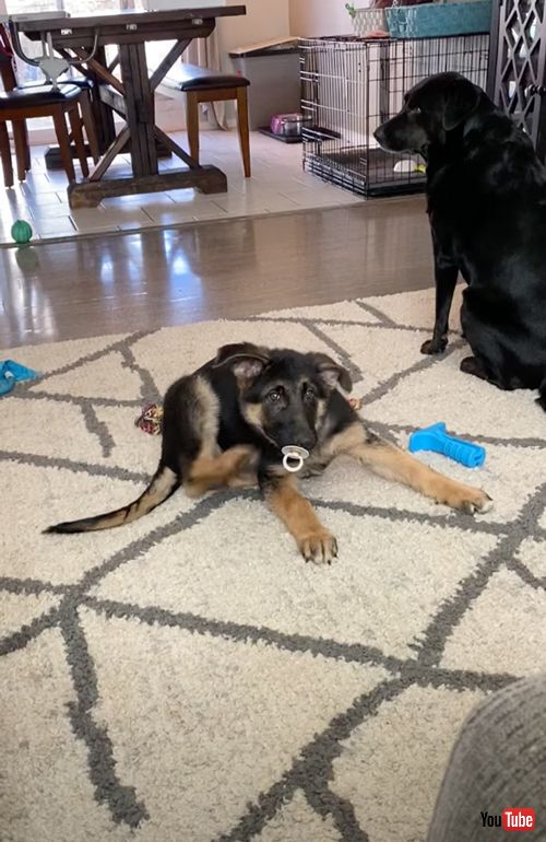 おしゃぶりをくわえるワンコ