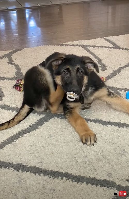 おしゃぶりをくわえるワンコ